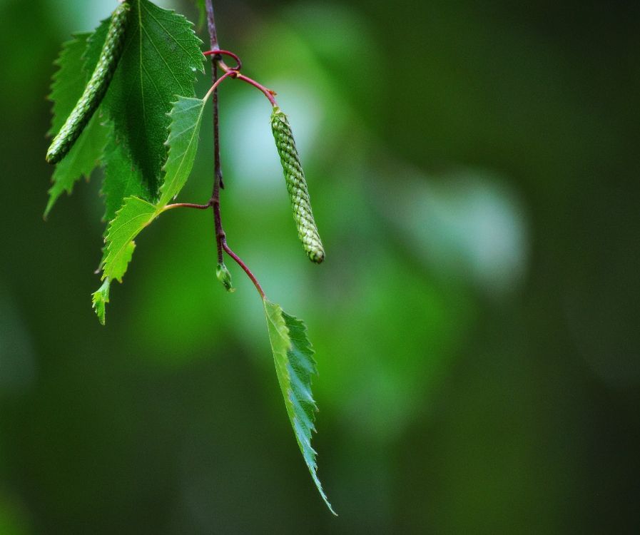 Planta de Hoja Verde en Fotografía de Cerca. Wallpaper in 3410x2848 Resolution