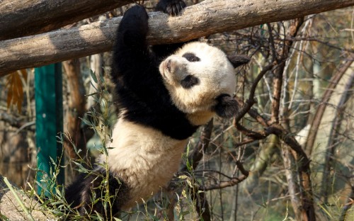 Image panda bear on brown tree branch during daytime