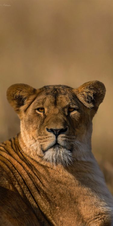 Masai León, Felidae, Carnívoro, Leones, Grandes Felinos. Wallpaper in 1500x3000 Resolution