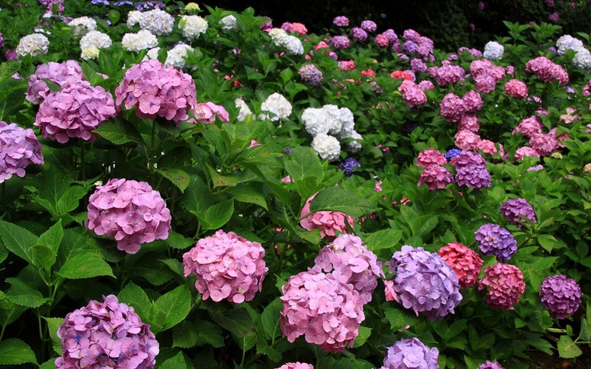 Fleurs Roses et Blanches Avec Des Feuilles Vertes. Wallpaper in 1920x1200 Resolution