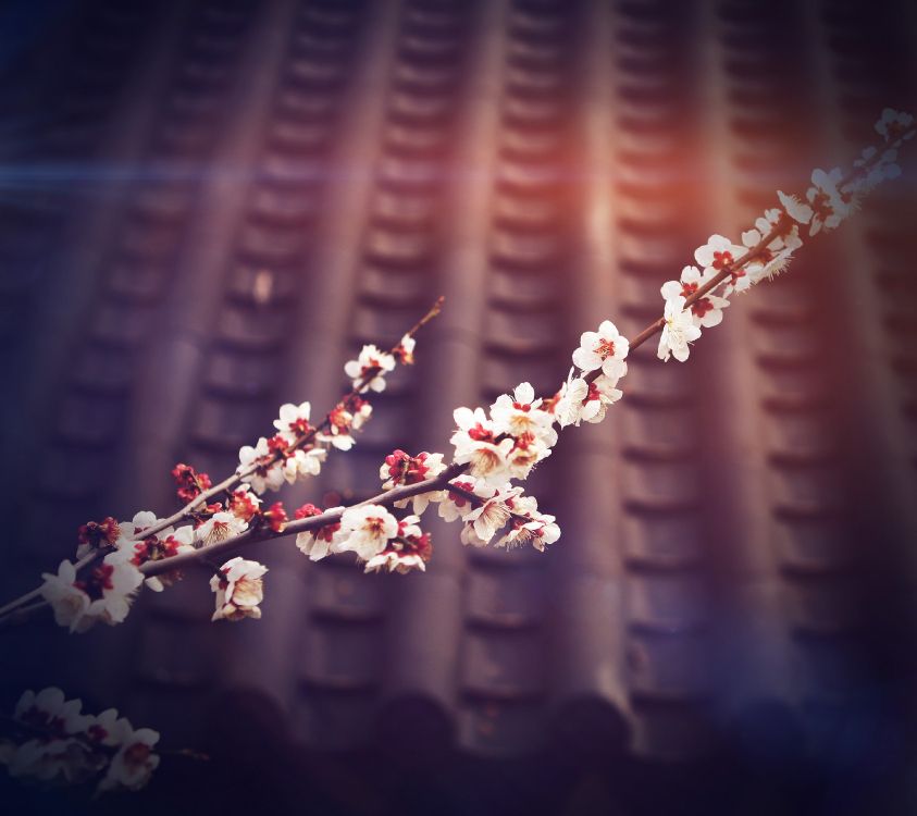 Frühjahr, Branch, Pink, Kirschblüte, Zweig. Wallpaper in 2880x2560 Resolution