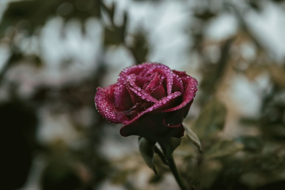 Rose Rose en Fleurs Pendant la Journée. Wallpaper in 6000x4000 Resolution