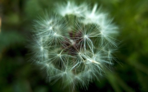 Image white dandelion in close up photography