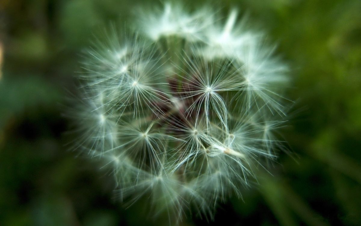 white dandelion in close up photography