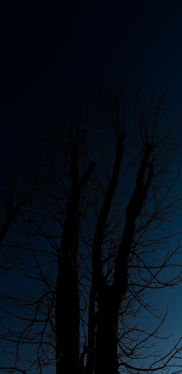 Image tree, wood, landscape, twig, branch