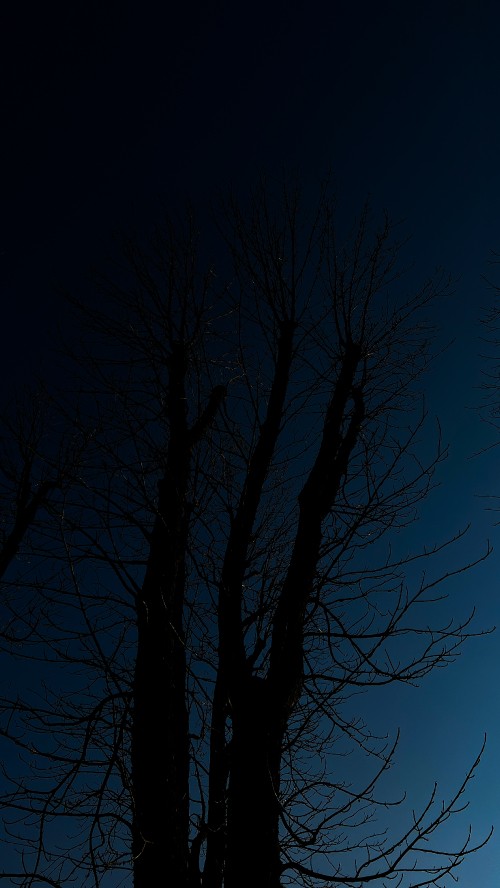Image tree, wood, landscape, twig, branch