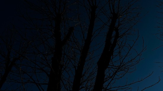 Image tree, wood, landscape, twig, branch