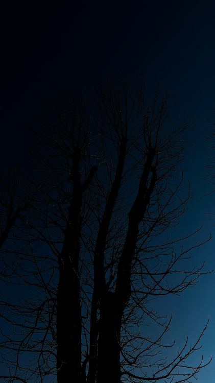 tree, wood, landscape, twig, branch