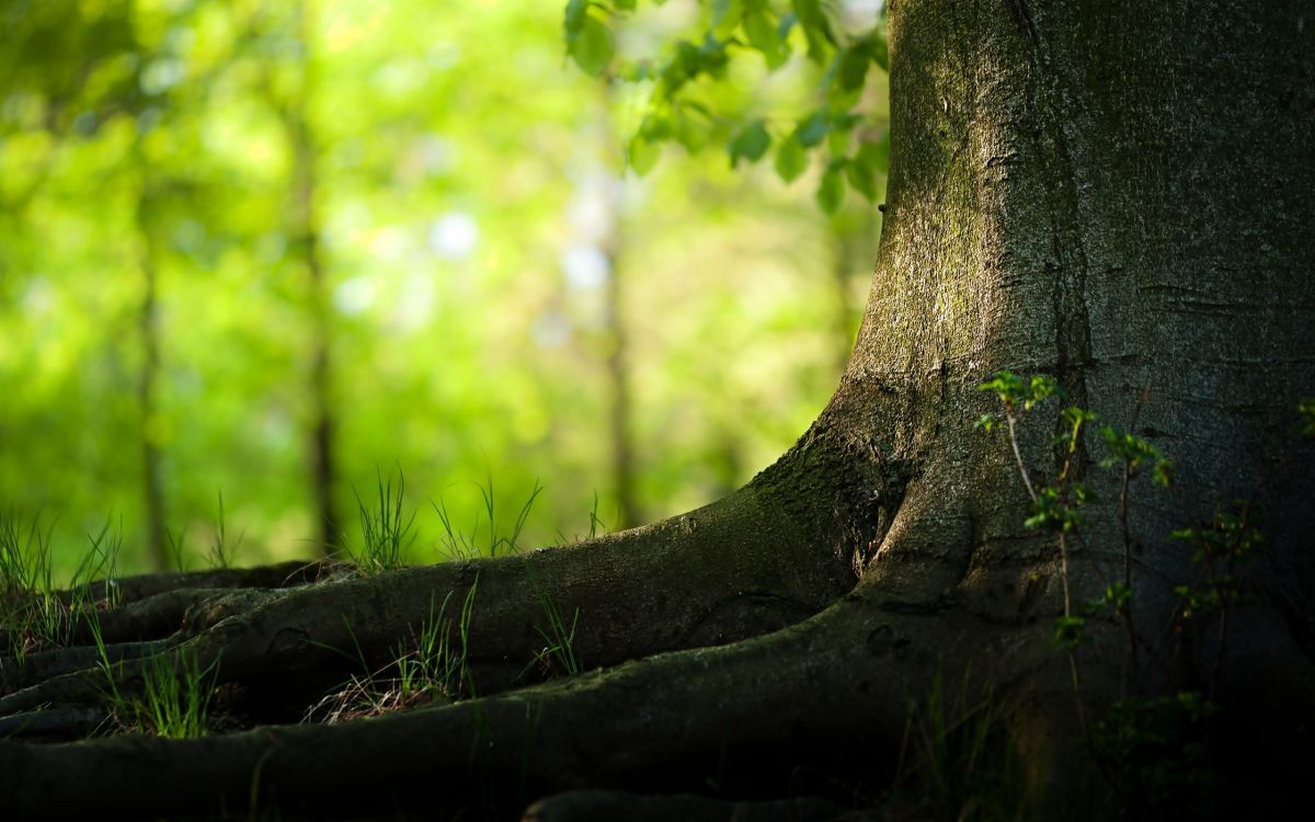 Tronco de Árbol Marrón en Lente de Cambio de Inclinación. Wallpaper in 2560x1600 Resolution