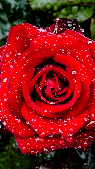 Image garden roses, international rose test garden, rose, flower, petal
