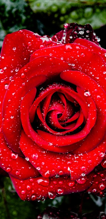Image garden roses, international rose test garden, rose, flower, petal
