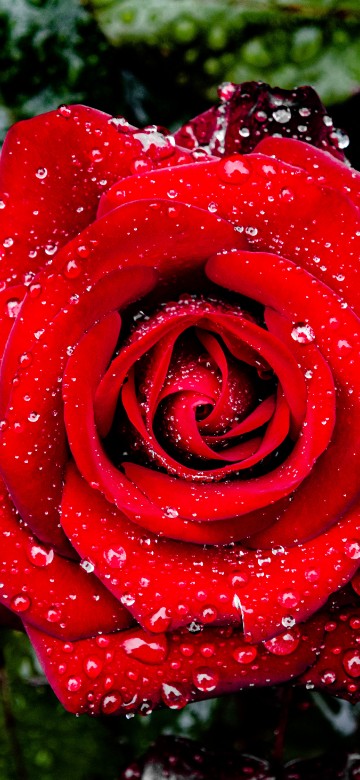 Image garden roses, international rose test garden, rose, flower, petal