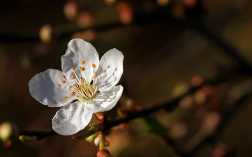 Image white flower in tilt shift lens