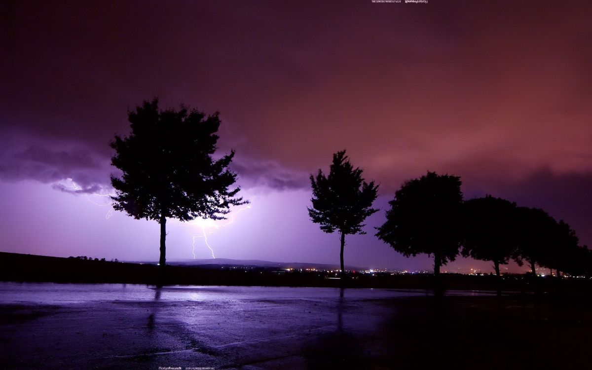 silhouette of trees near body of water during night time