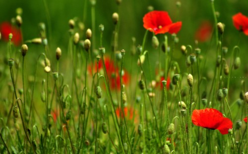 Image red poppy flower in bloom during daytime