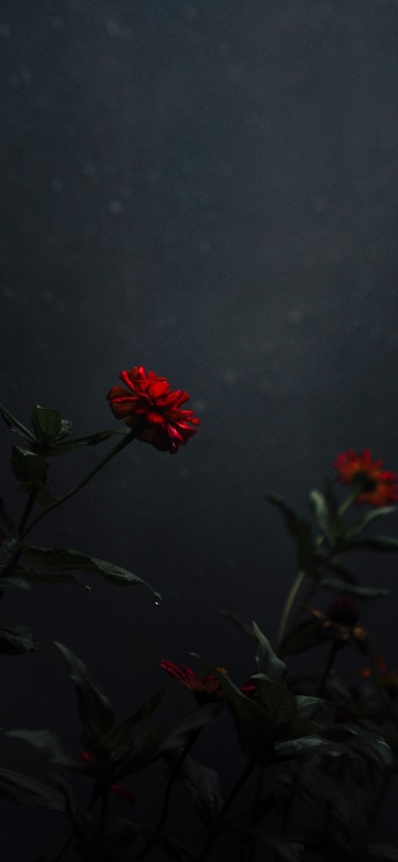 Image red flower with green leaves