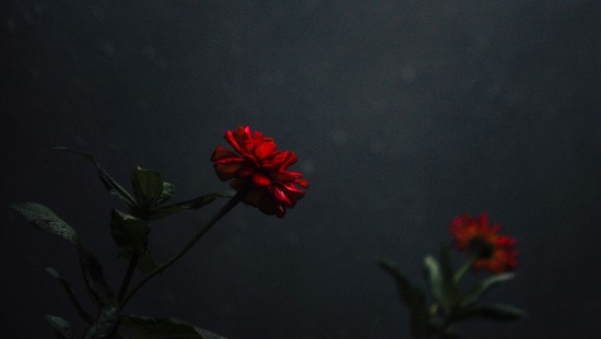 Image red flower with green leaves