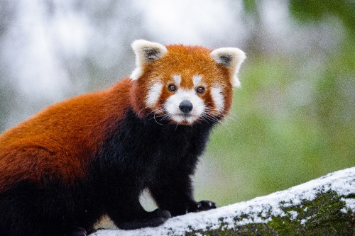 Image red panda on tree branch during daytime