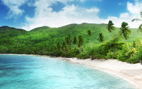 Image green trees on white sand beach during daytime