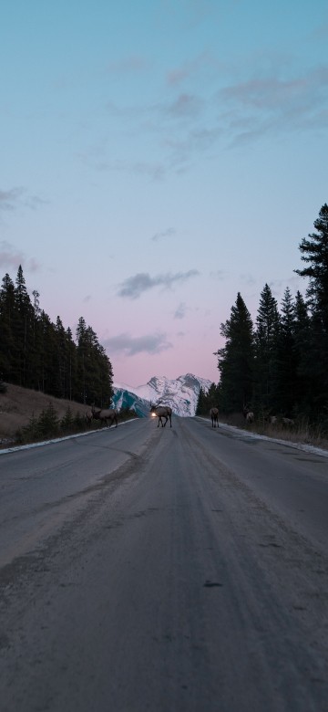 Image tree, lane, road surface, Freeway, thoroughfare