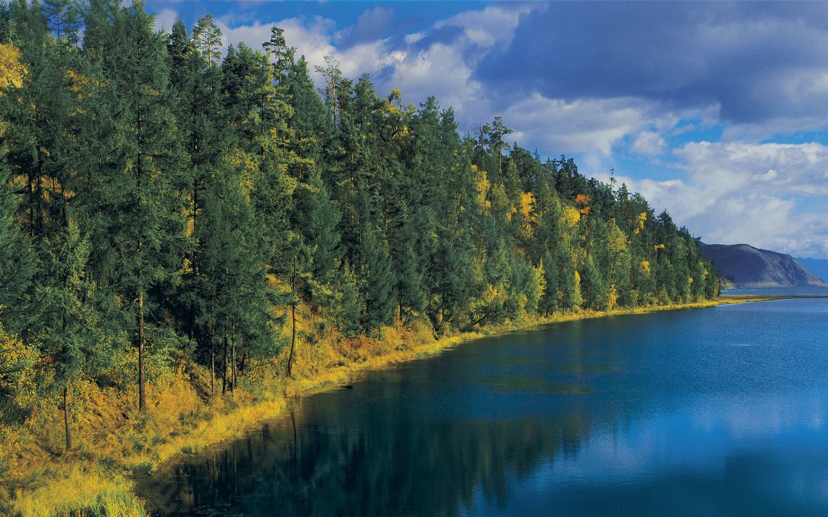 green trees beside river under blue sky during daytime