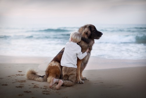 Image dog, dog breed, beach, sea, sand