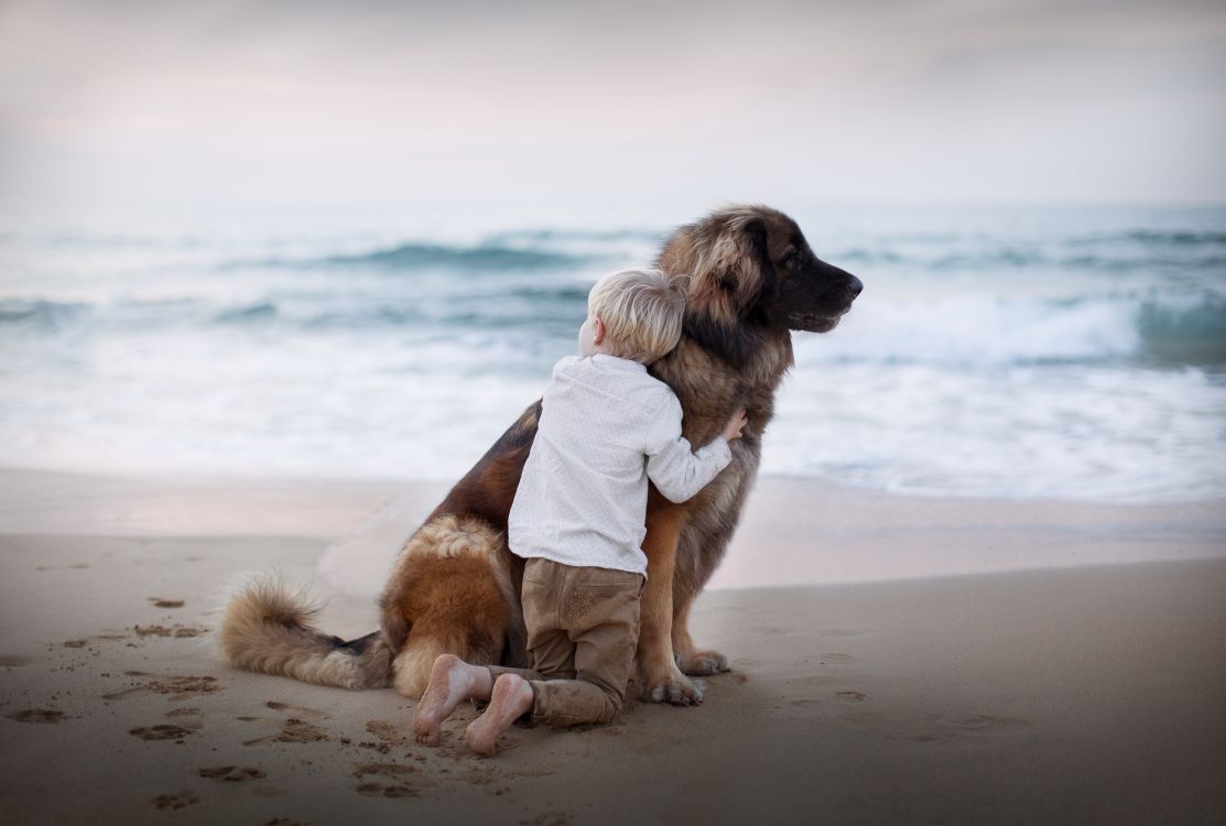 dog, dog breed, beach, sea, sand