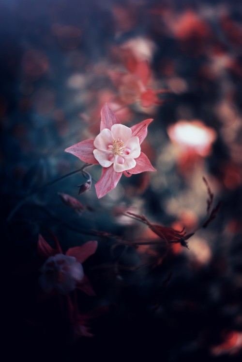 Image pink cherry blossom in close up photography