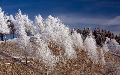 Image white trees covered with snow during daytime