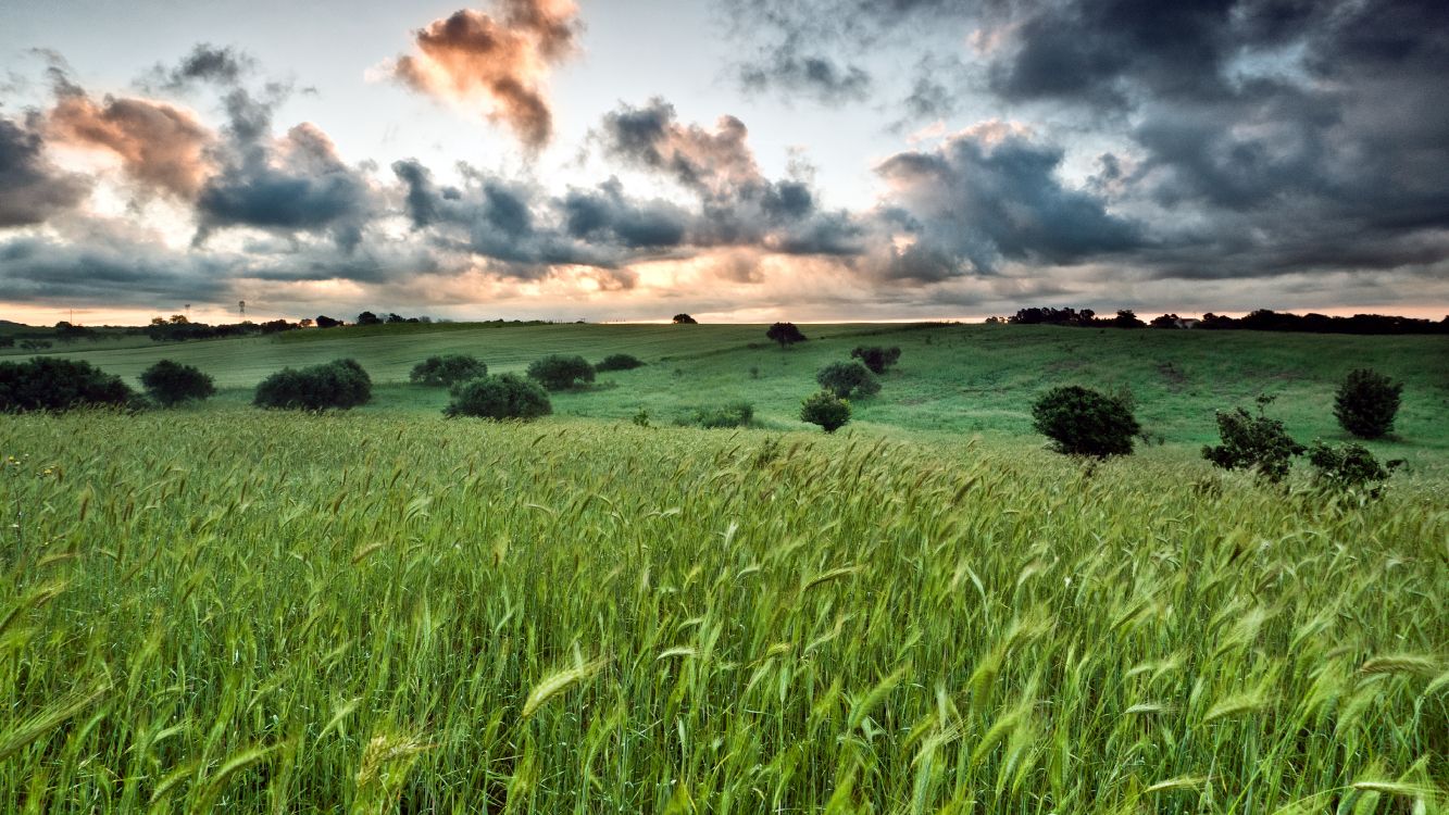 green grass field under cloudy sky during daytime