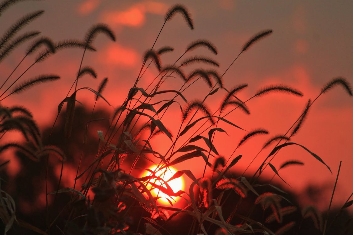 silhouette of grass during sunset