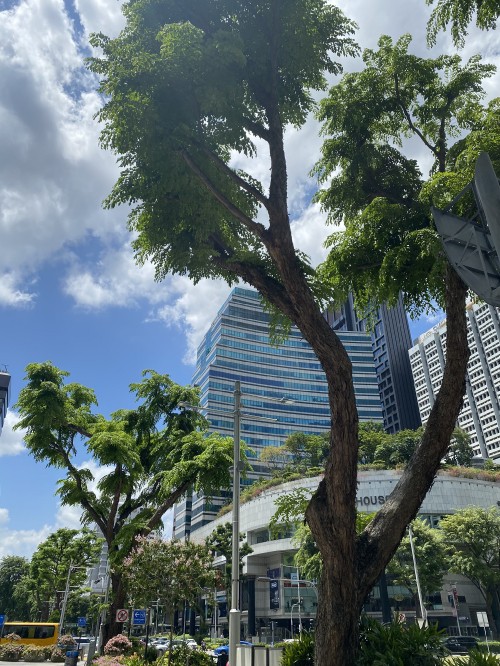 Image palm trees, tree, woody plant, Trunk, tower block