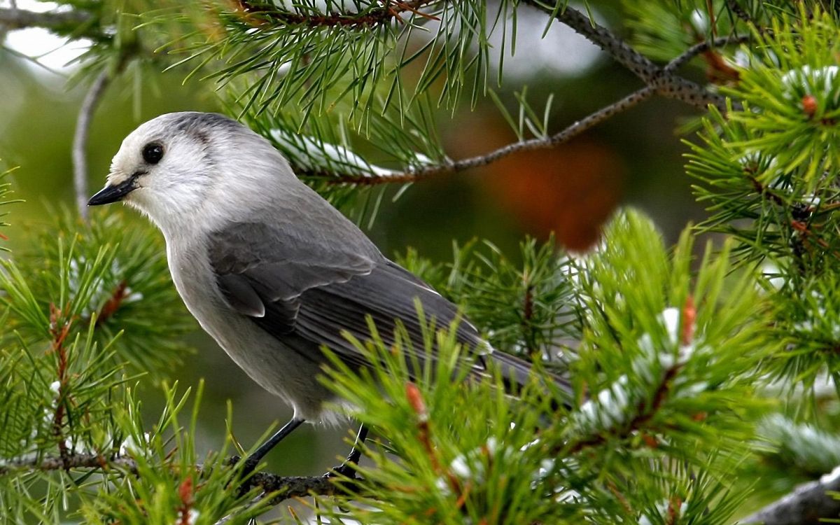 grey and white bird on tree branch