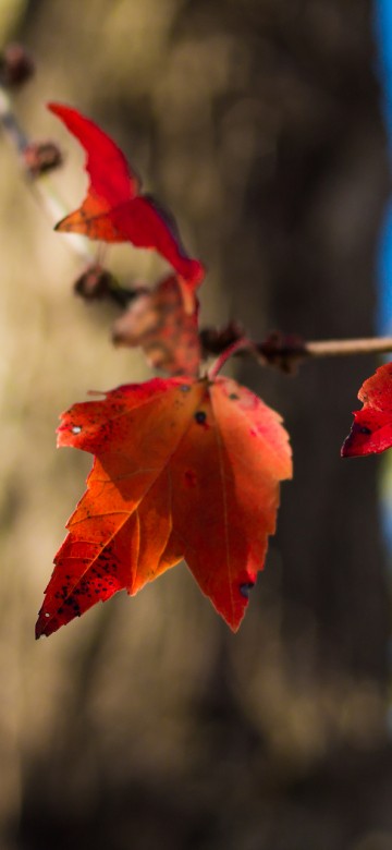 Image red maple leaf in tilt shift lens