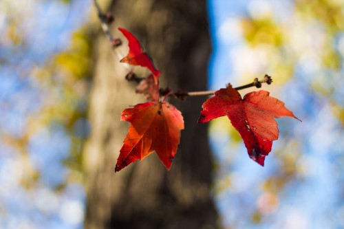 Image red maple leaf in tilt shift lens