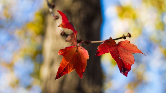 Image red maple leaf in tilt shift lens