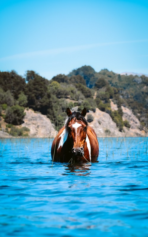 Image horse water, Akhal-Teke, mustang, water, mane