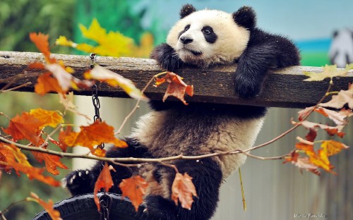 Image panda on brown tree branch during daytime