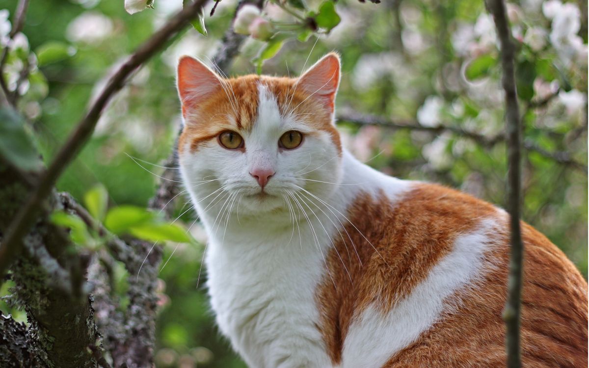 Orange-weiße Katze am Baum. Wallpaper in 2560x1600 Resolution