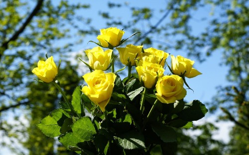 Image yellow roses in bloom during daytime