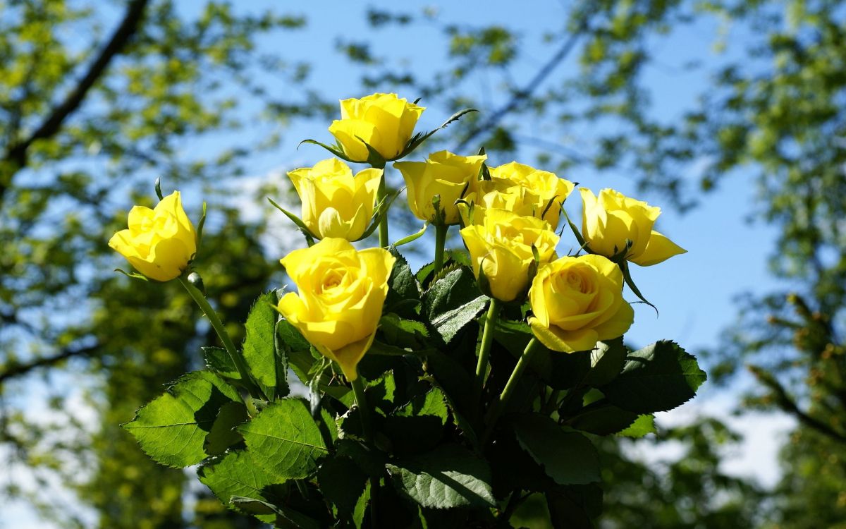 yellow roses in bloom during daytime