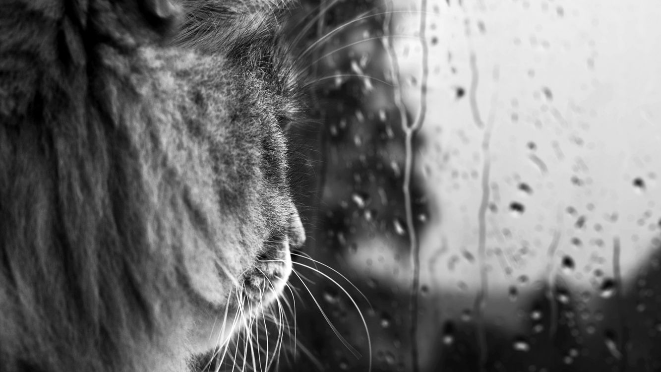 Photo en Niveaux de Gris D'un Chat Avec Des Gouttelettes D'eau. Wallpaper in 2560x1440 Resolution