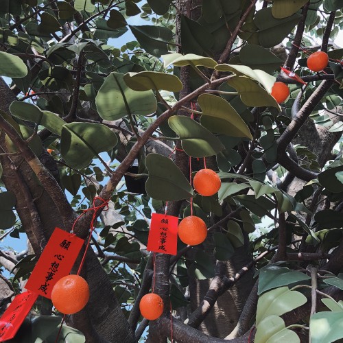 Image fruit tree, branch, produce, woody plant, twig