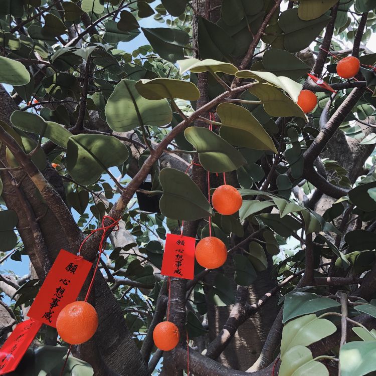 fruit tree, branch, produce, woody plant, twig