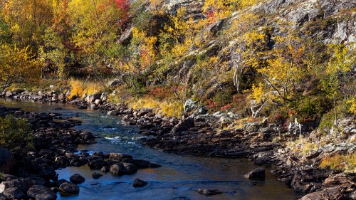 Image river in the middle of the forest