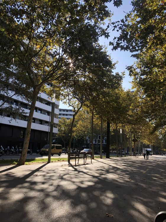 el Espacio Público, Planta Leñosa, Tintes y Matices, la Luz Del Sol, el Diseño Urbano. Wallpaper in 1536x2048 Resolution