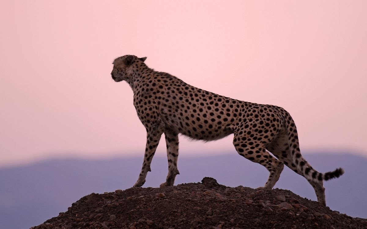 Cheetah Walking on Brown Rock During Daytime. Wallpaper in 1920x1200 Resolution
