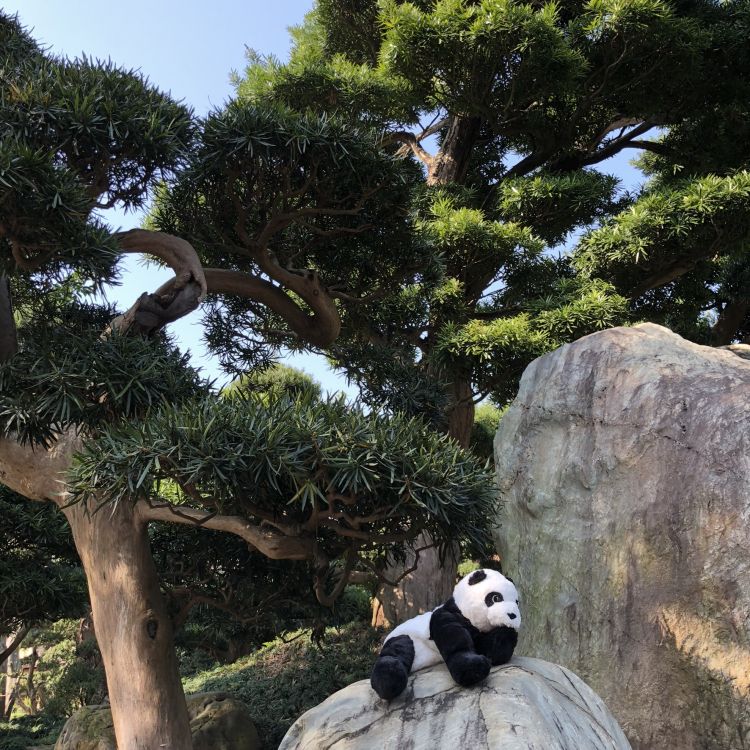 Hong Kong, Panda, Sciences, Écologie, Biologie. Wallpaper in 1772x1772 Resolution