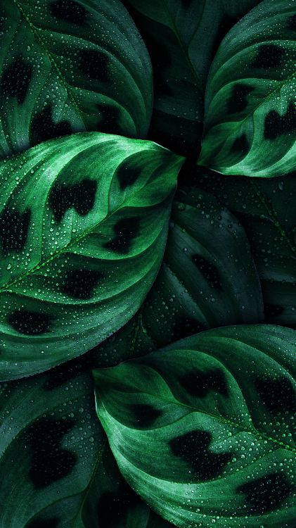 Android, Nokia, Verde, la Botánica, Planta Terrestre. Wallpaper in 3240x5760 Resolution