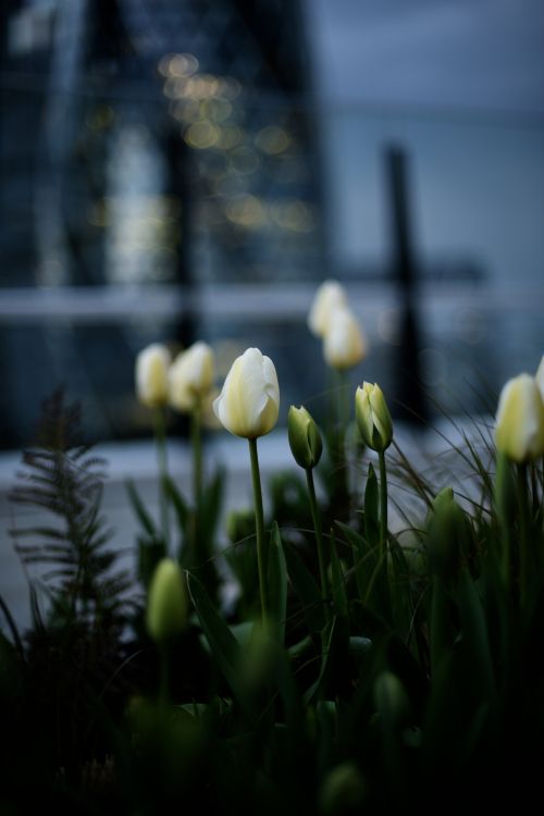 Tulipanes Blancos en Flor Durante el Día. Wallpaper in 4016x6016 Resolution